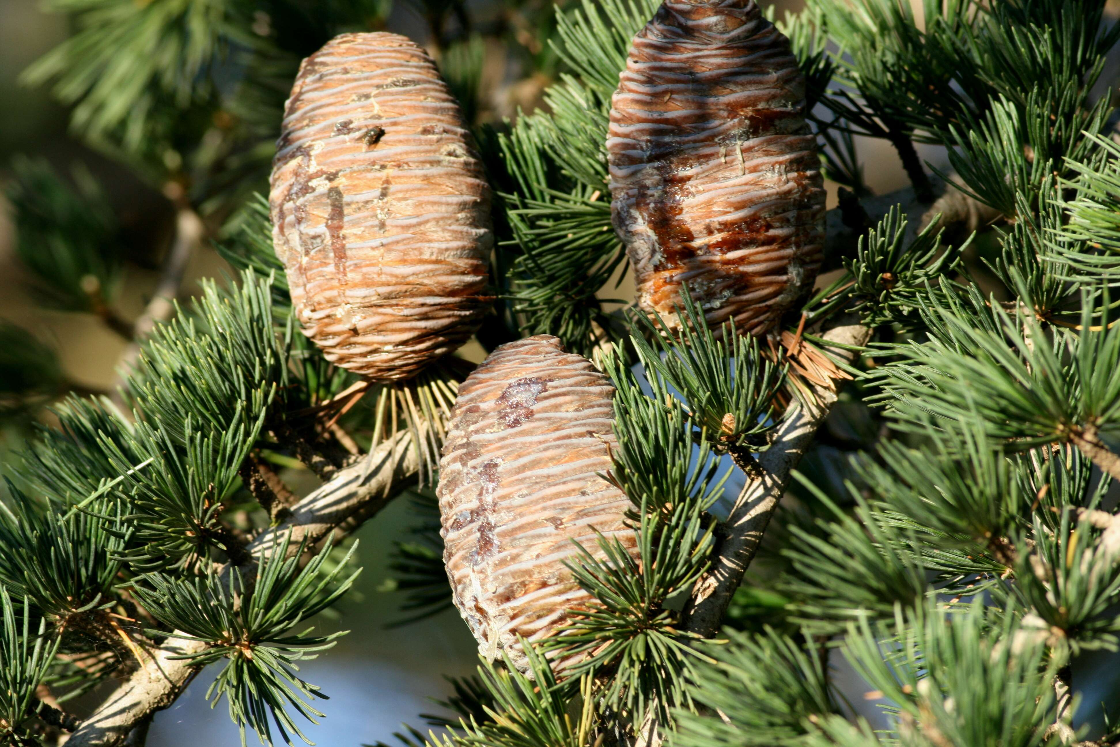 Image of Cedar