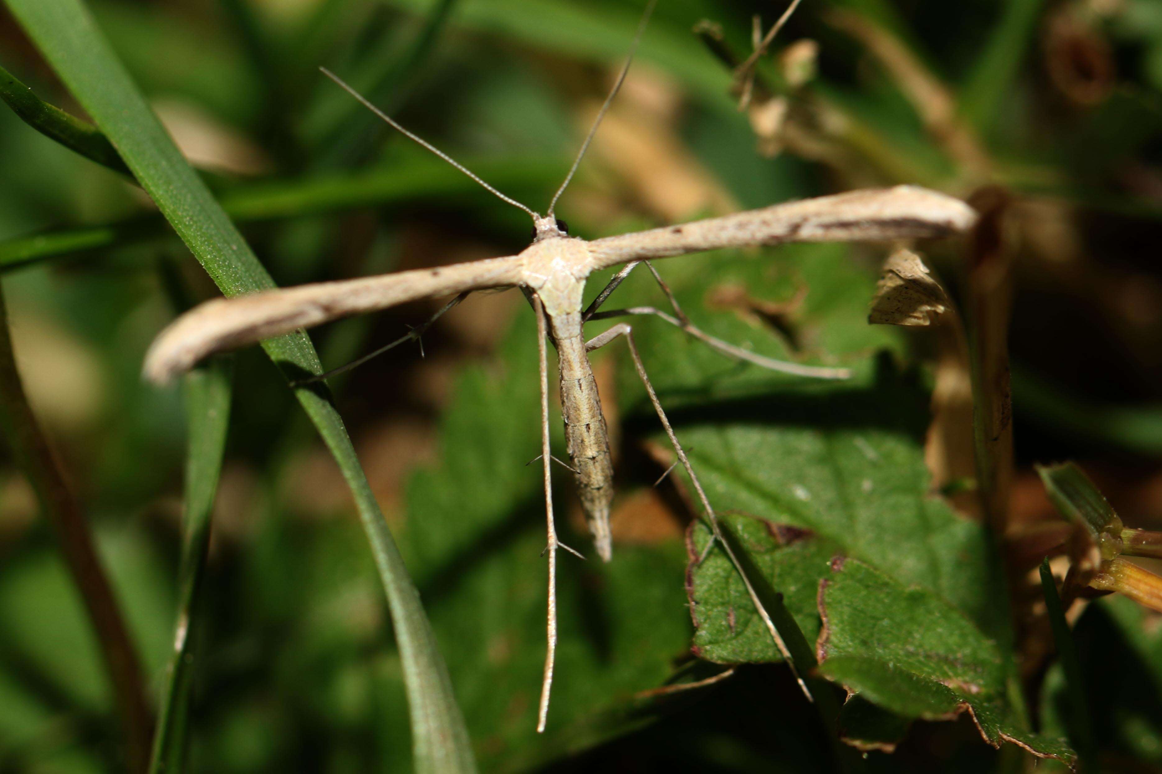 صورة Emmelina (Alucita) monodactyla (Linnaeus 1758)