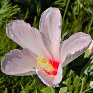 Image of swamp rosemallow