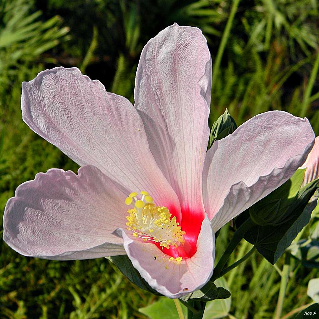 Hibiscus grandiflorus Michx.的圖片