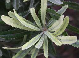 Image of Old Man Banksia