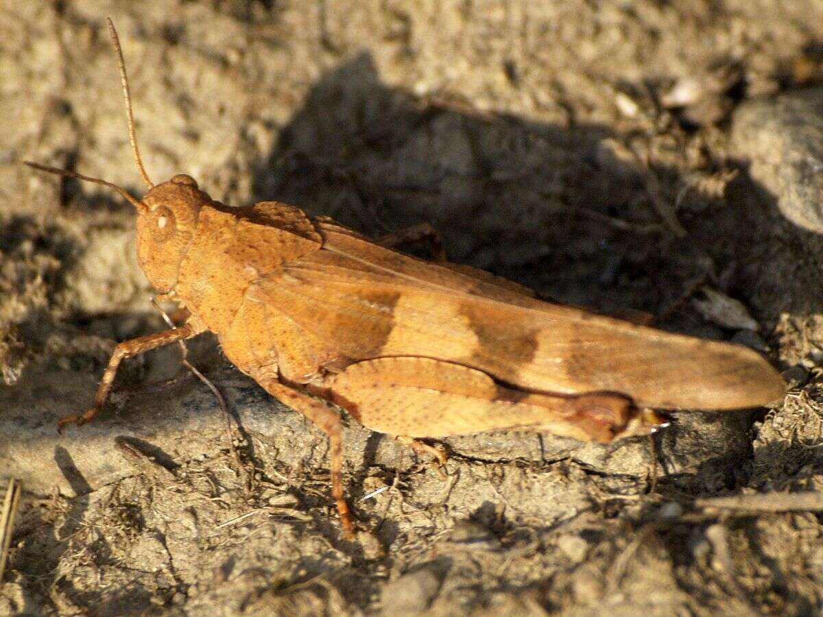 Image of blue-winged grasshopper