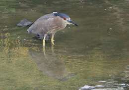 Image of Night Herons