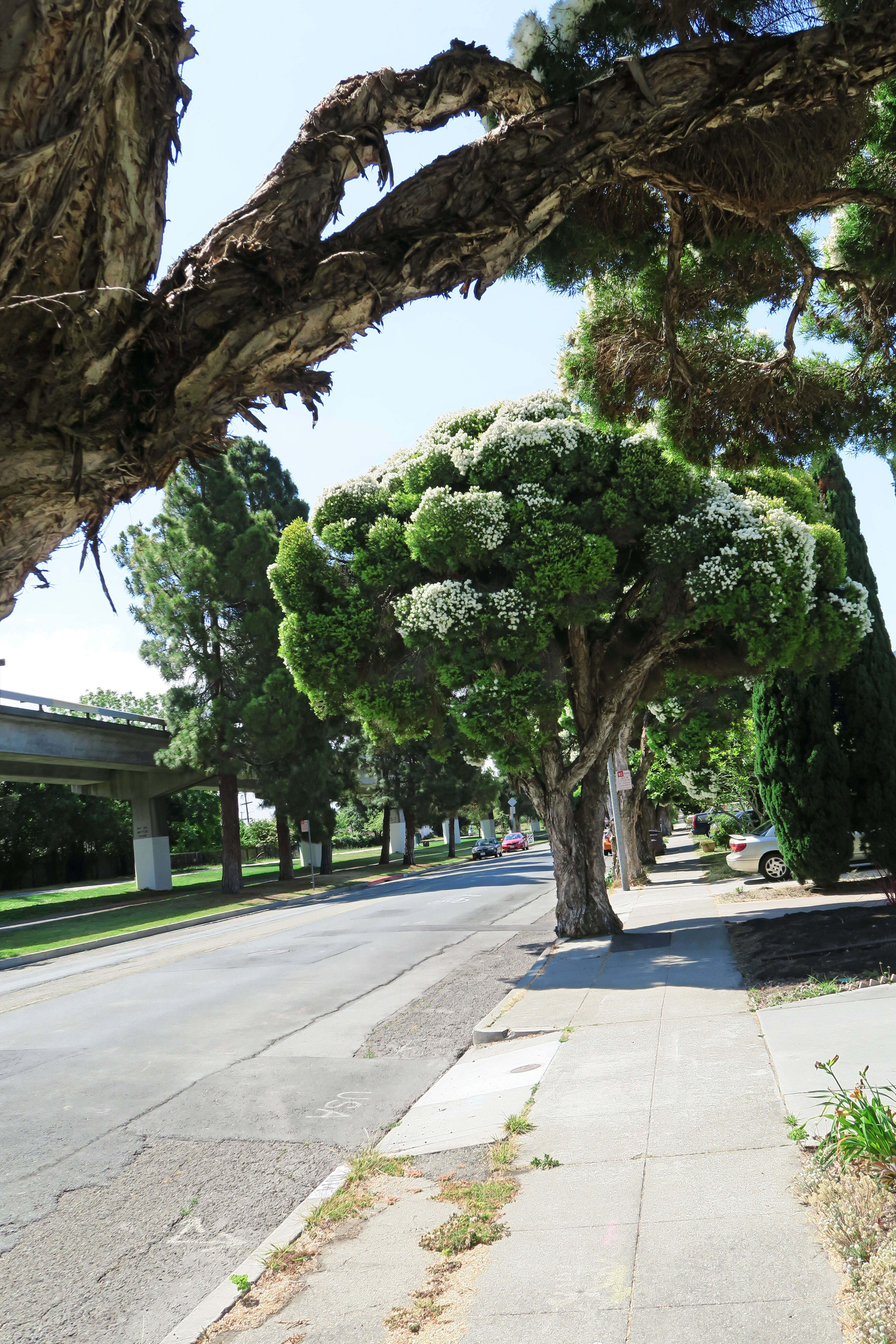 Image of cajeput tree