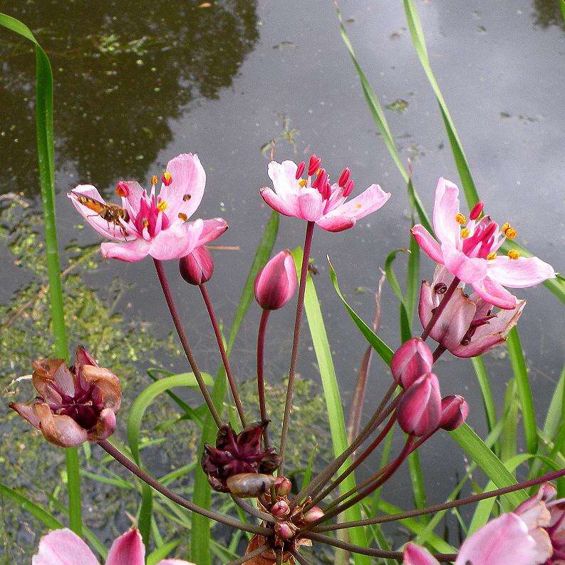 Image of flowering rush family