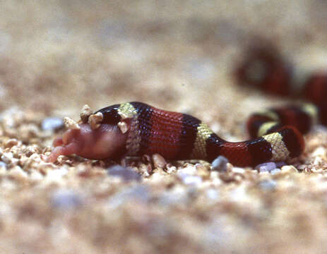 Image of Lampropeltis polyzona Cope 1860