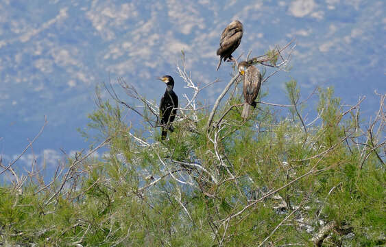 Image of Black Shag