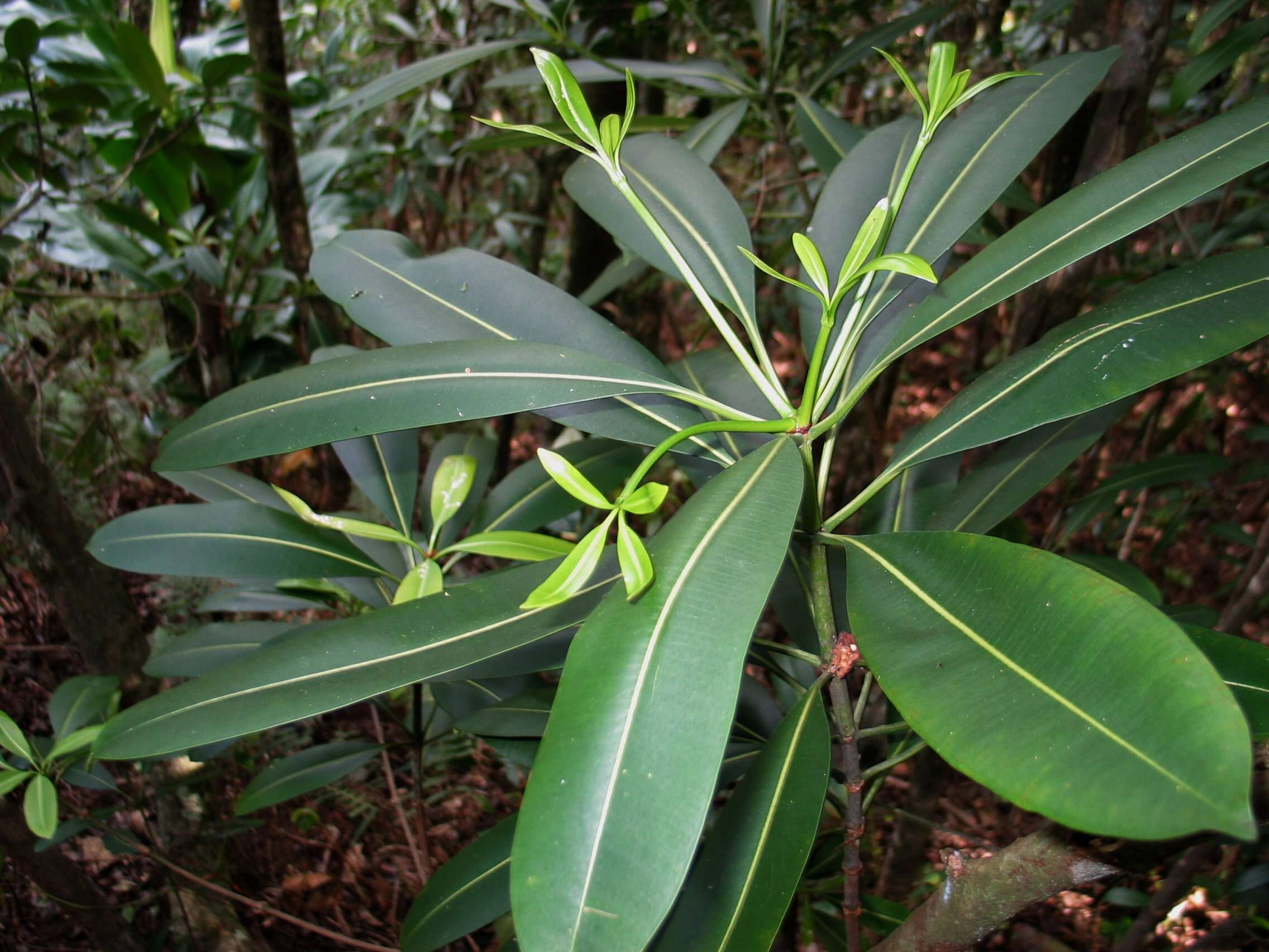 Image of Yellowwood