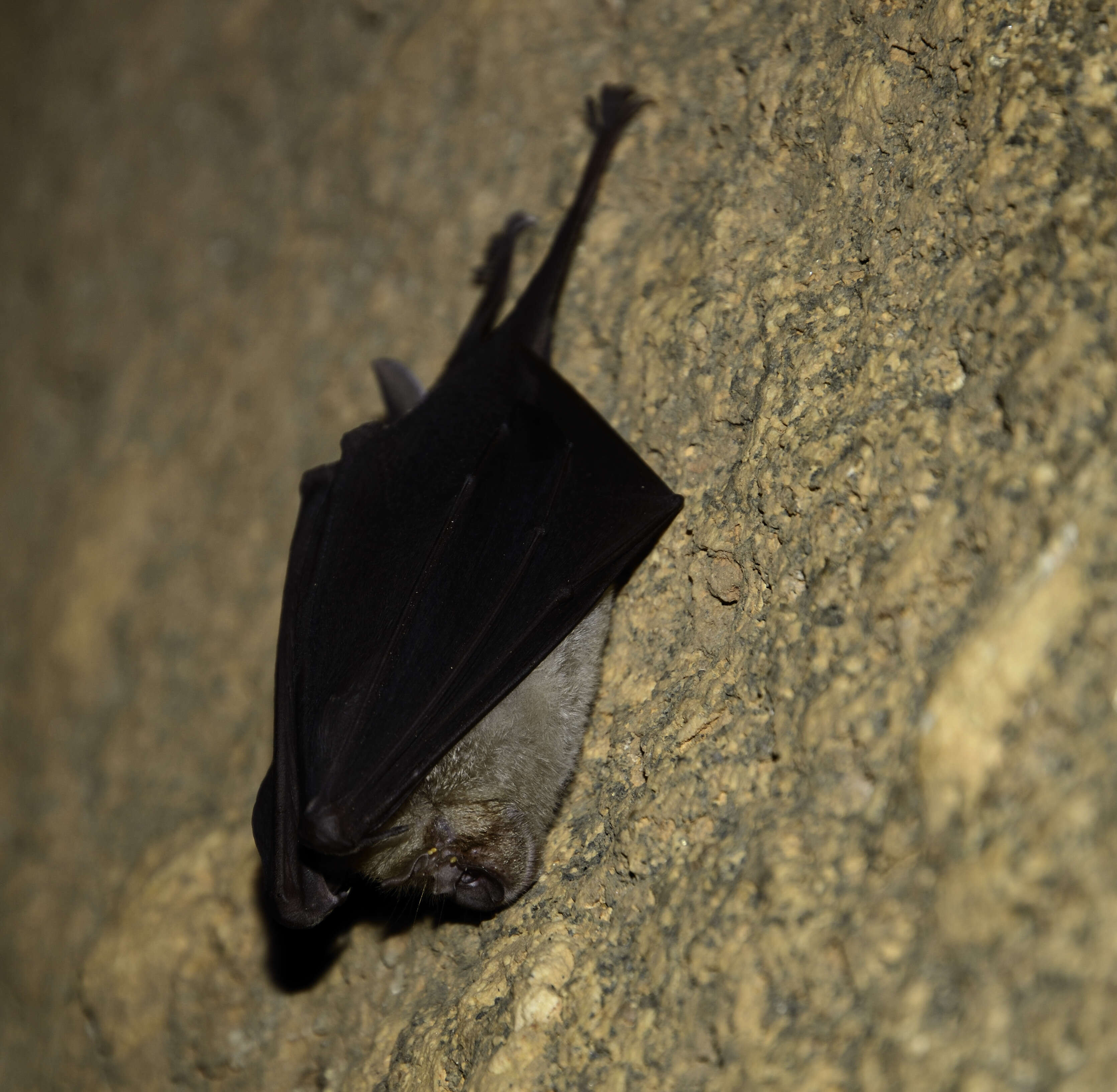 Image of Arabian Horseshoe Bat