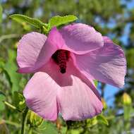 Image of lindenleaf rosemallow