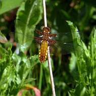 Image of Broad-bodied chaser