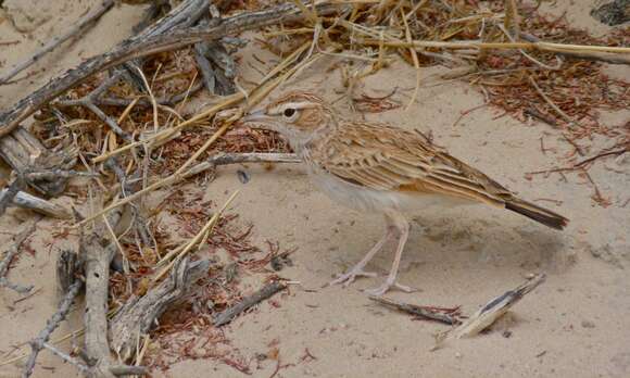 Image of Fawn-colored Lark