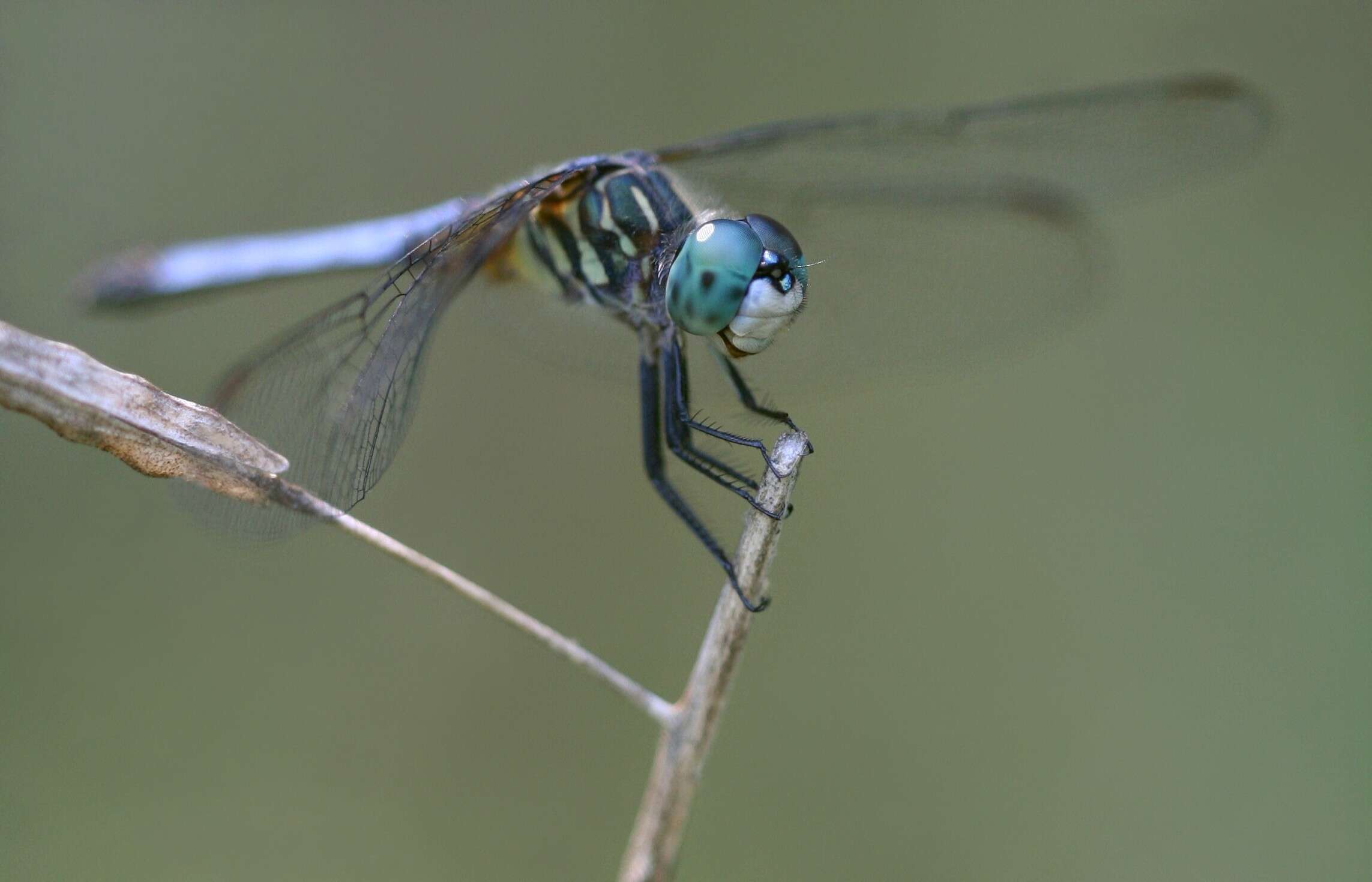 Image of Blue Dasher