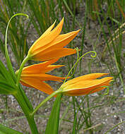 Image of flame lily