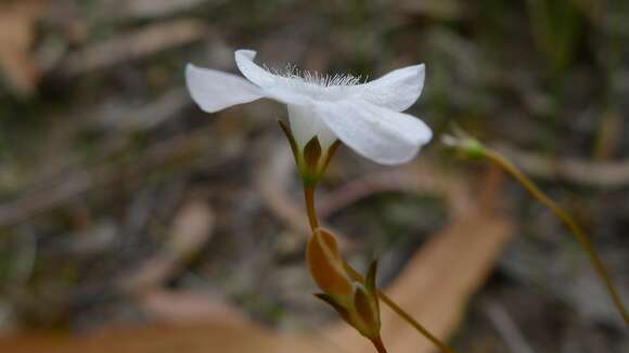 Image of Mitrasacme polymorpha R. Br.