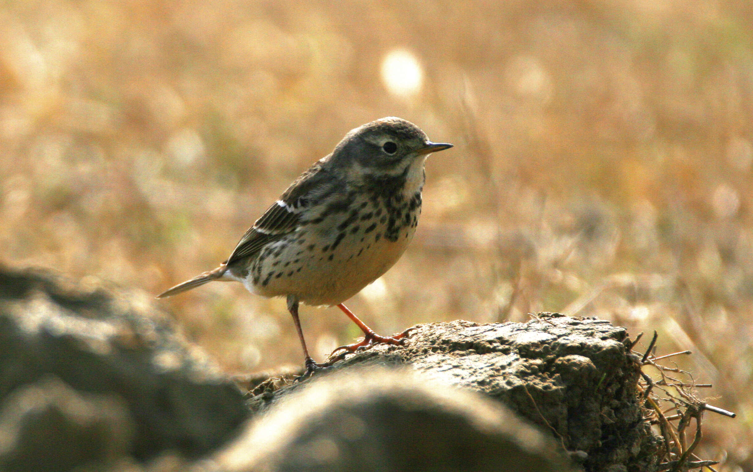 Слика од Anthus rubescens (Tunstall 1771)