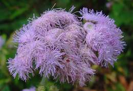 Imagem de Ageratum houstonianum Mill.