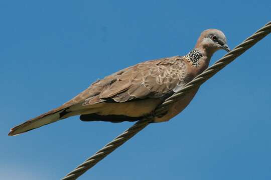 صورة <i>Streptopelia chinensis</i>