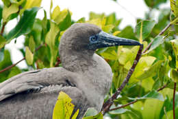 Image of Red-footed Booby