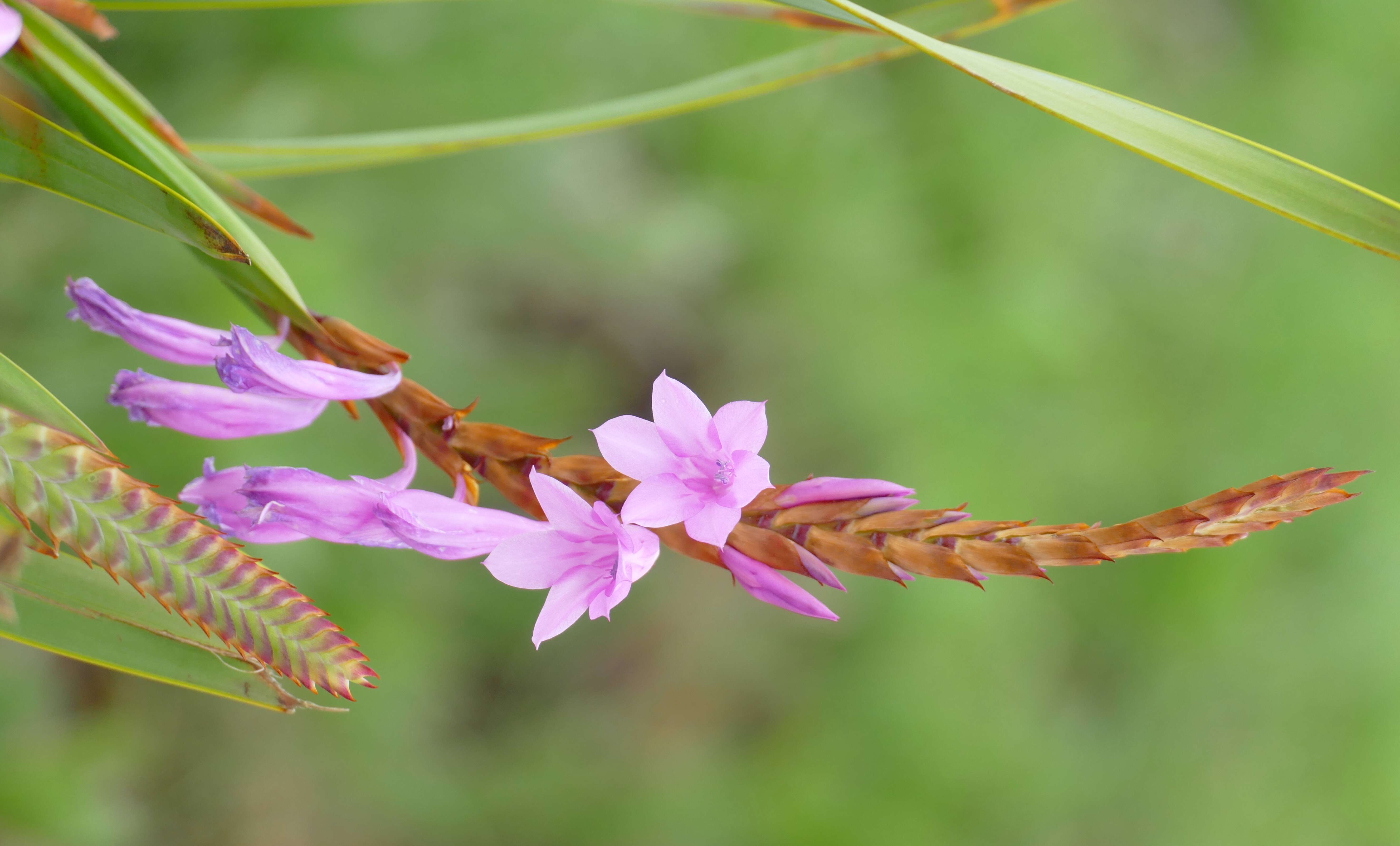 Image of bugle-lily