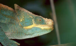 Image of Madagascar & Seychelles Islands Chameleons