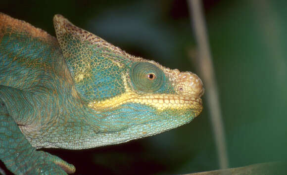 Image of Parson's Chameleon