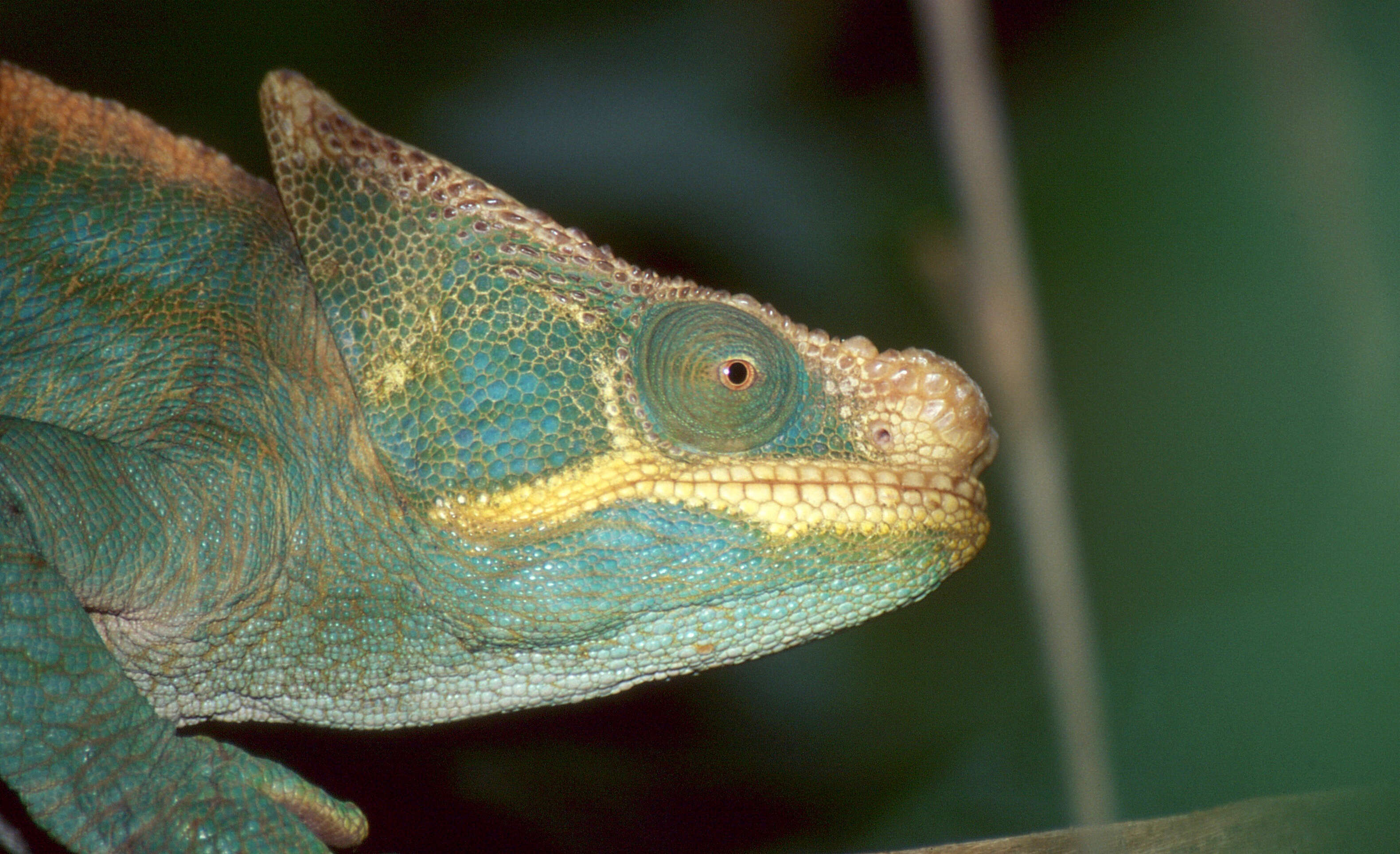 Image of Madagascar & Seychelles Islands Chameleons