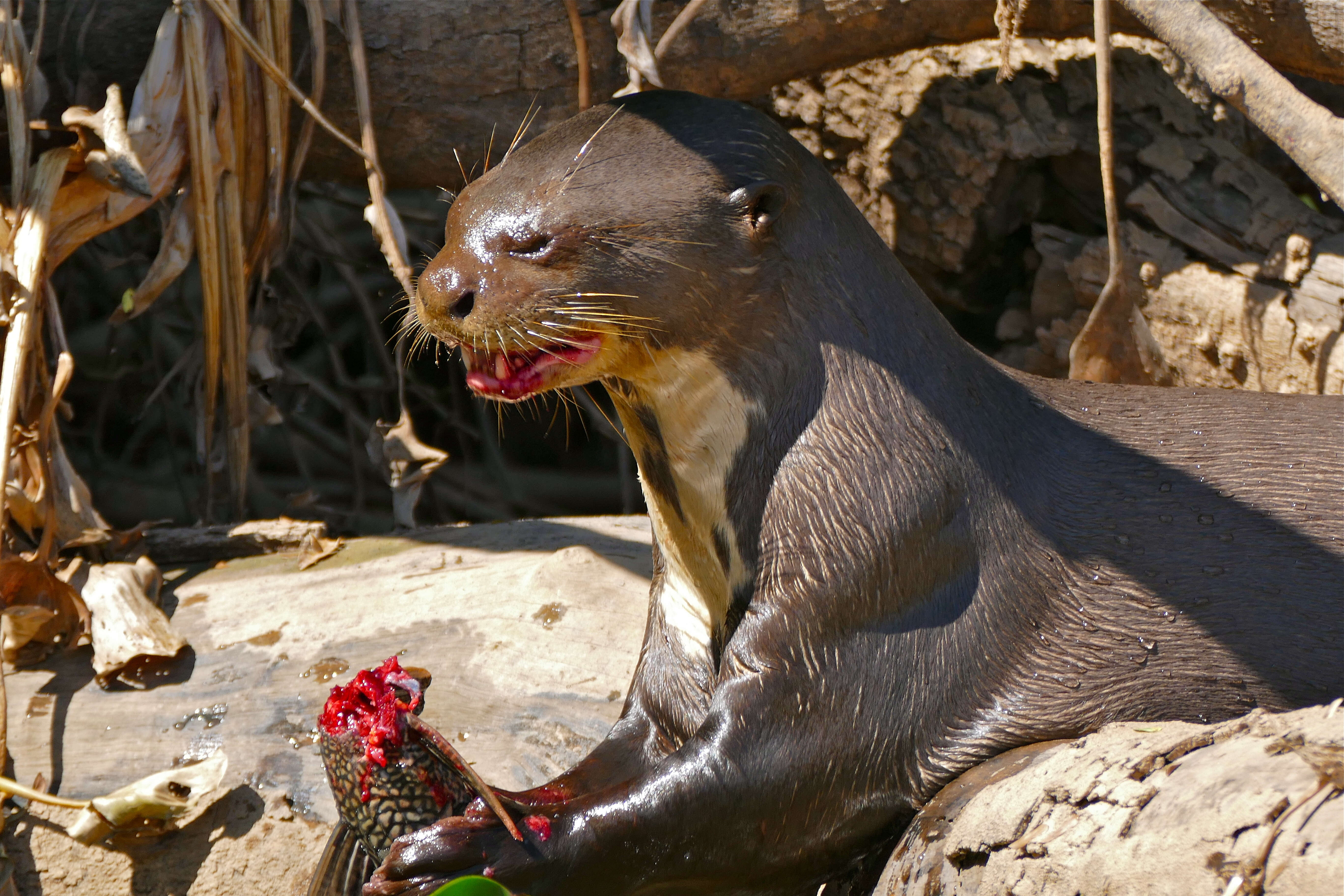 Image of giant otter