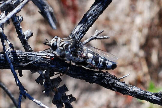 Image of flower-loving flies