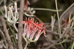 Image of Amyema linophylla (Fenzl) Tieghem