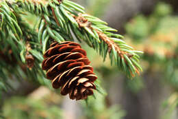 Imagem de Picea glauca var. glauca