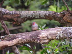 Image of Red-browed Finch