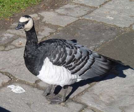 Image of Hawaiian goose