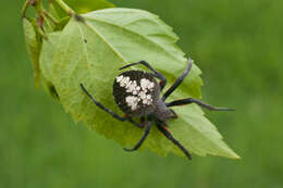 Image de Eriophora fuliginea (C. L. Koch 1838)