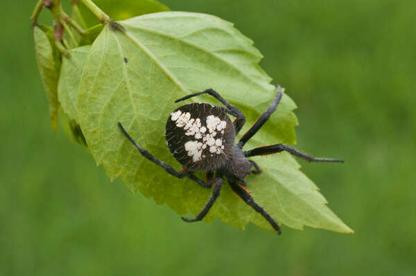 Image de Eriophora fuliginea (C. L. Koch 1838)