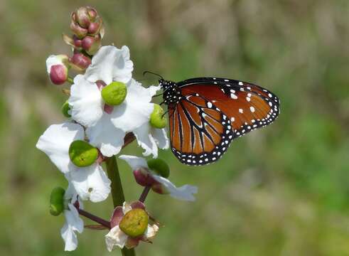 Plancia ëd Danaus (Anosia) gilippus Cramer 1775