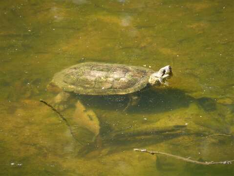 Image of Spanish pond turtle