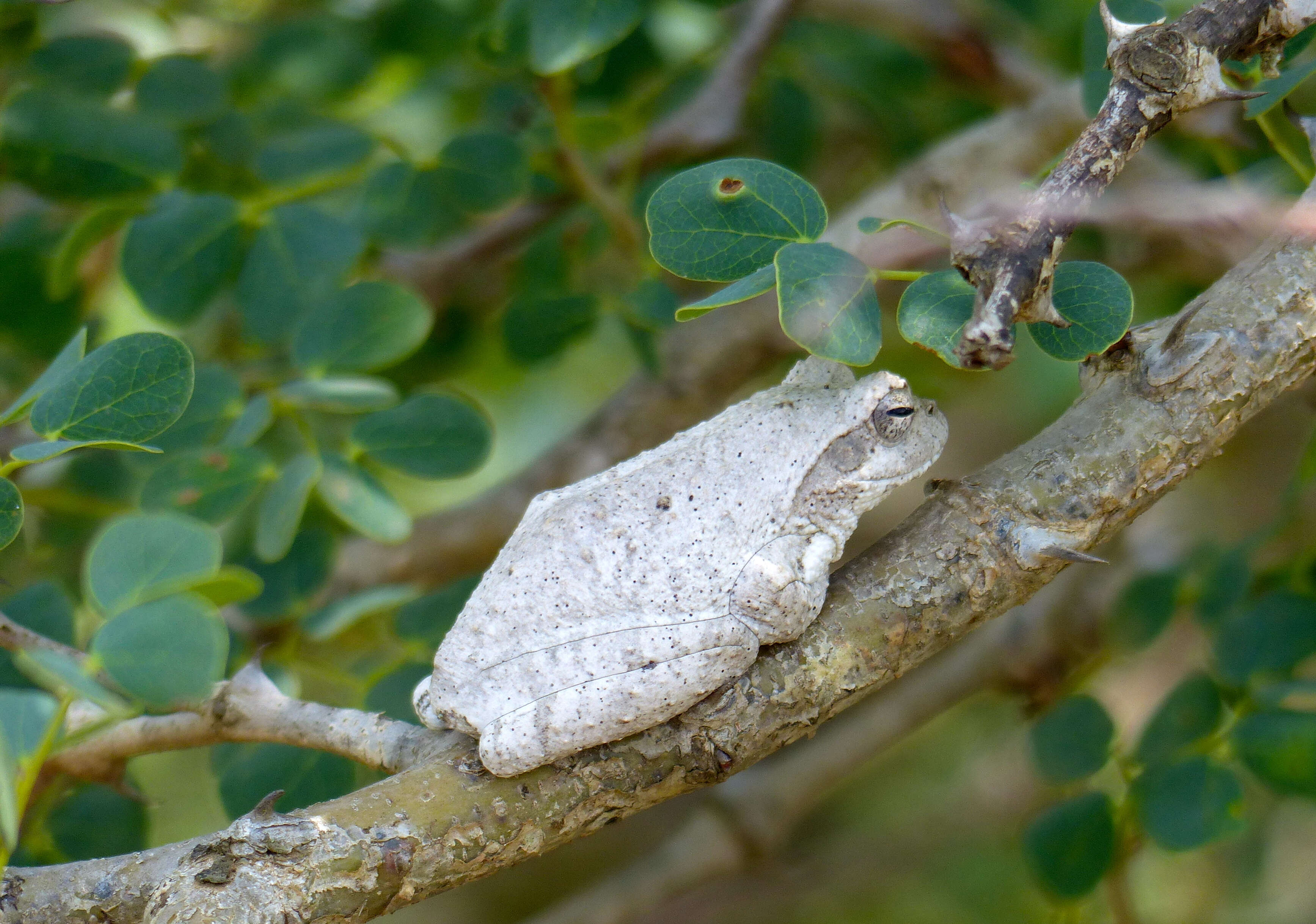 Image of Grey Foam-nest Treefrog