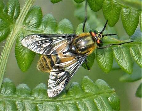 Image of Chrysops viduatus (Fabricius 1794)