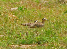 Image of stone-curlews