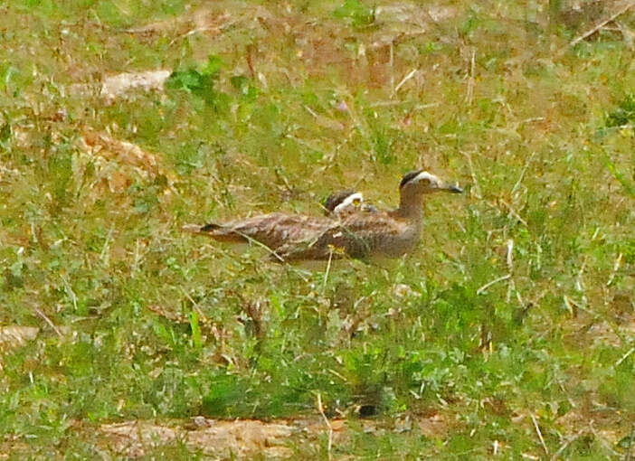 Image of stone-curlews