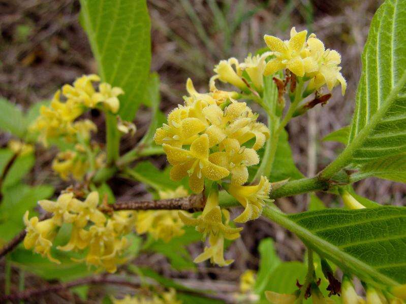 Image of Chomelia ribesioides Benth. ex A. Gray