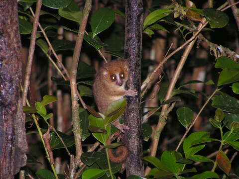 Image of Mouse Lemurs