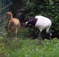 Image of Japanese Crane