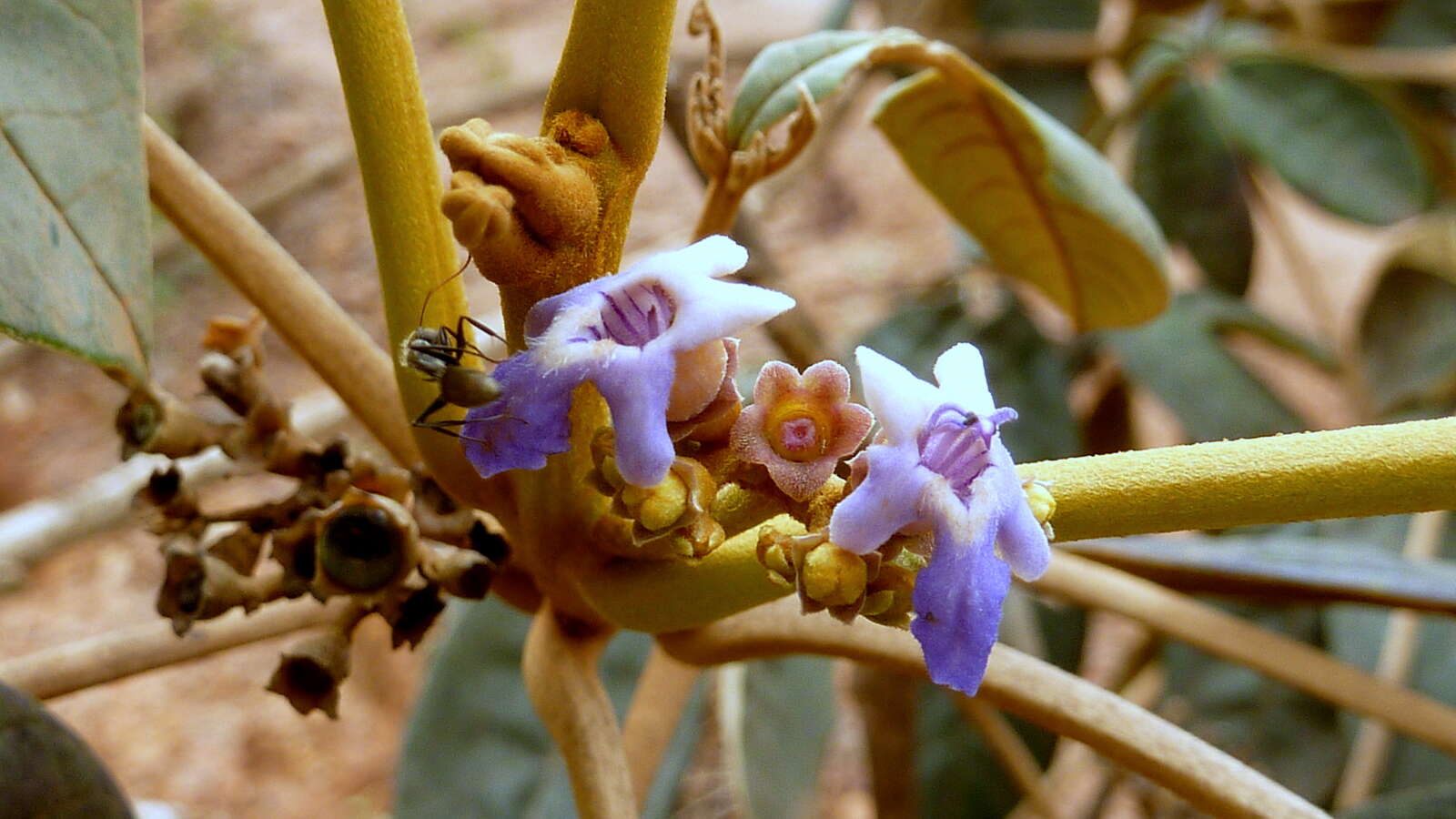 Sivun Vitex hypoleuca Schauer kuva