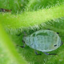 Image of snowball aphid