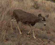 Image of mule deer and white-tailed deer