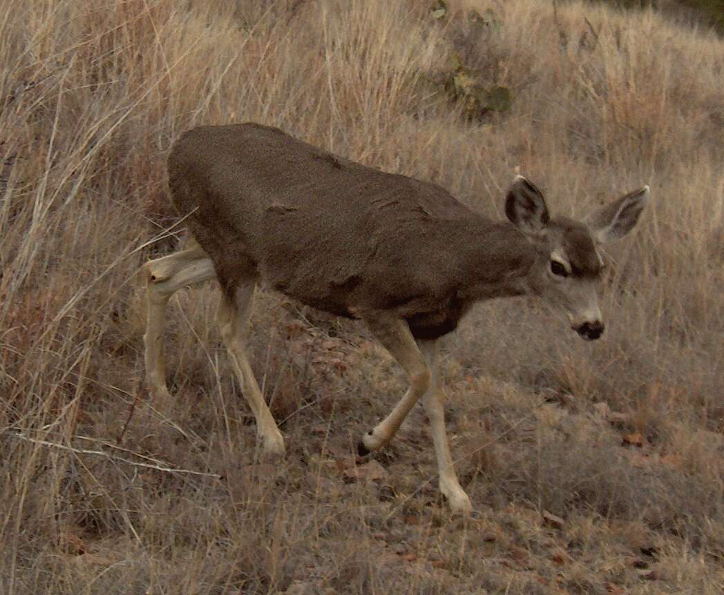 Image of mule deer and white-tailed deer