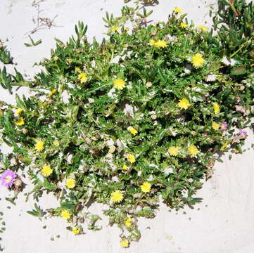 Sivun Sonchus megalocarpus (Hook. fil.) J. Black kuva