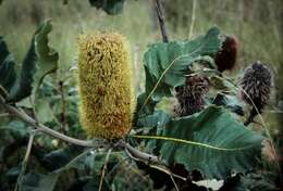 Image of Banksia robur Cav.